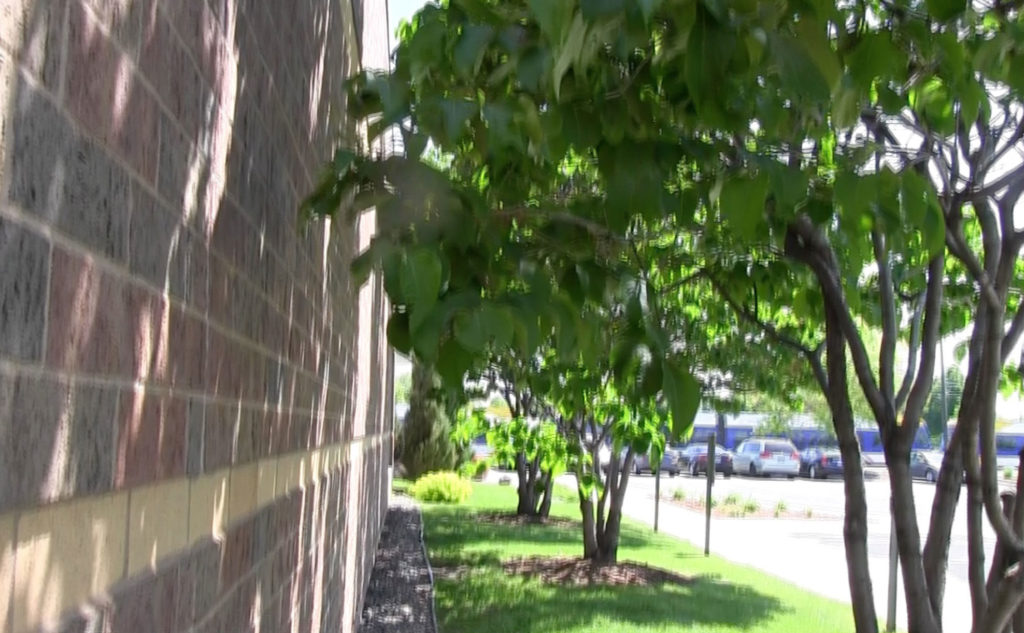 Trees growing close to building