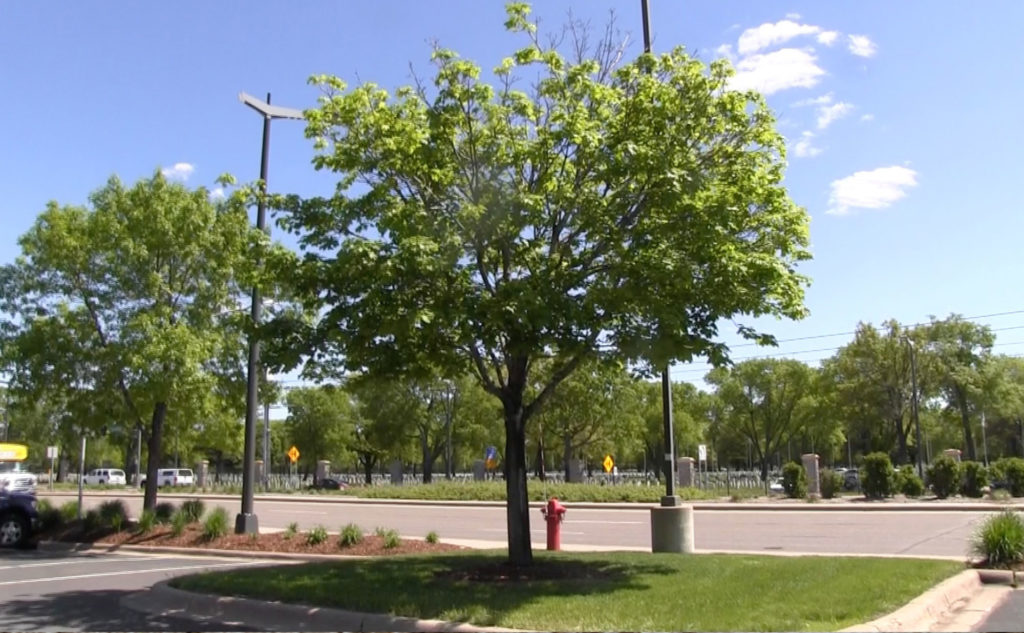Trees near roads and parking lot