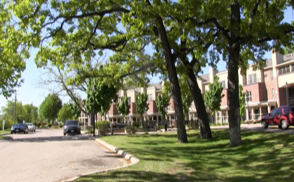 Trees near commercial buildings and roads