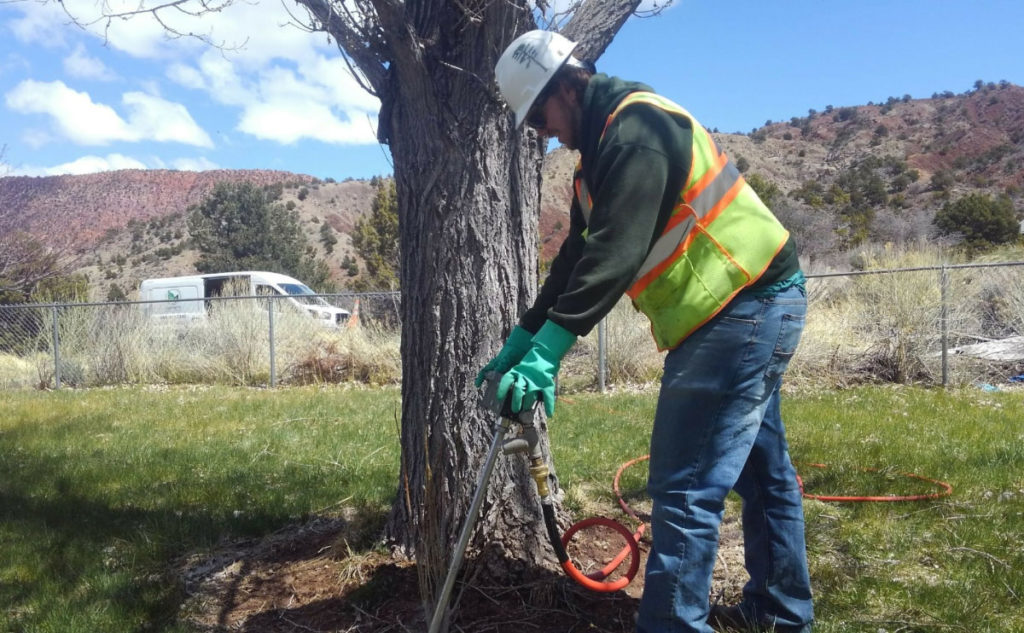 Application of Tree Growth Regulator