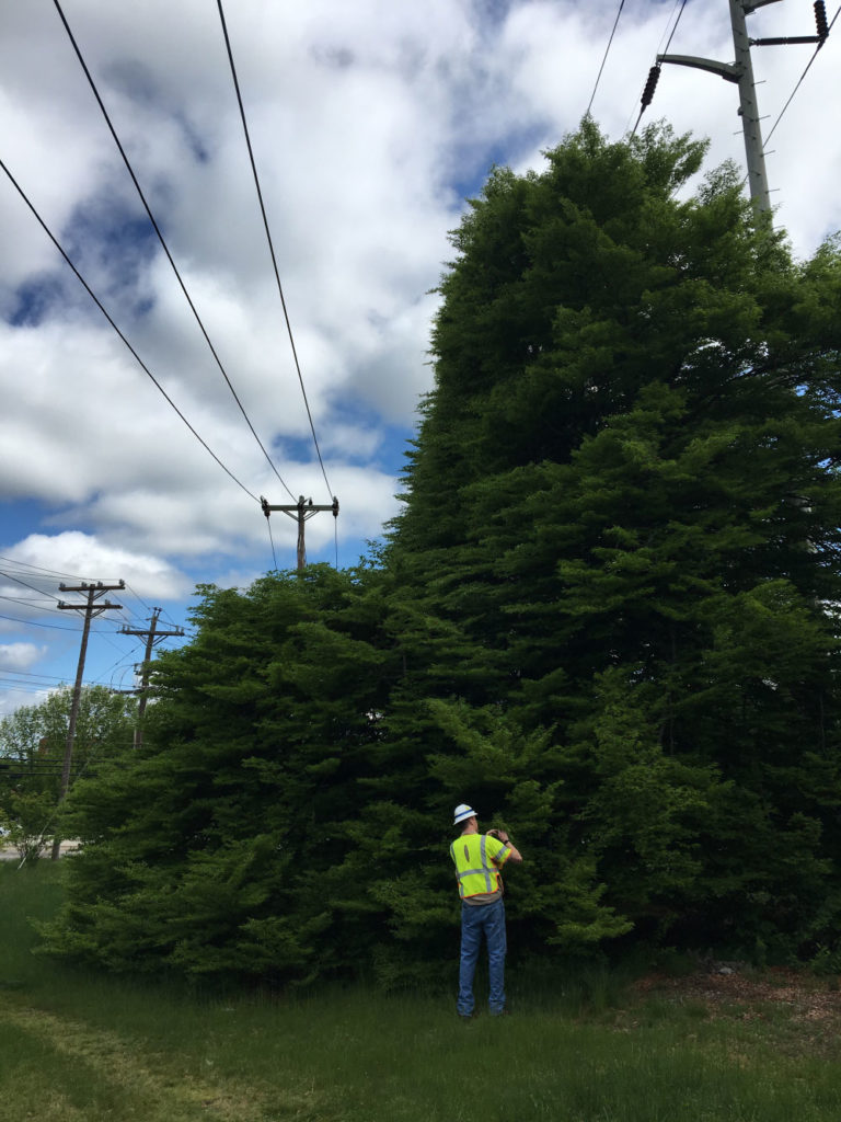 Trees pruned under power line