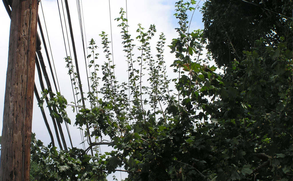 Trees getting in the way of power lines