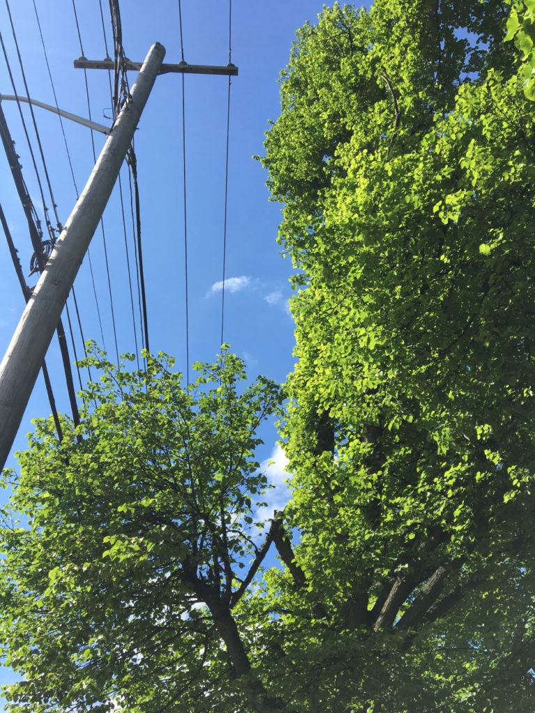 Trees near power line