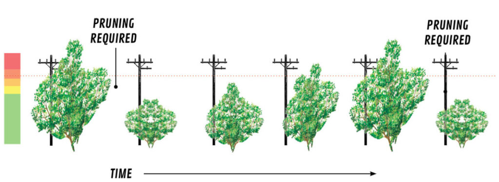 traditional pruning cycle