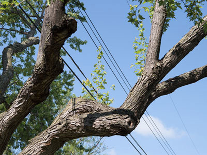 Trees growing in power lines